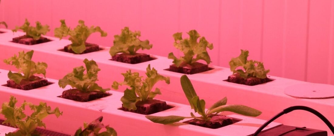 Best Hydroponic Systems Under $200: Top Picks for Home Growers