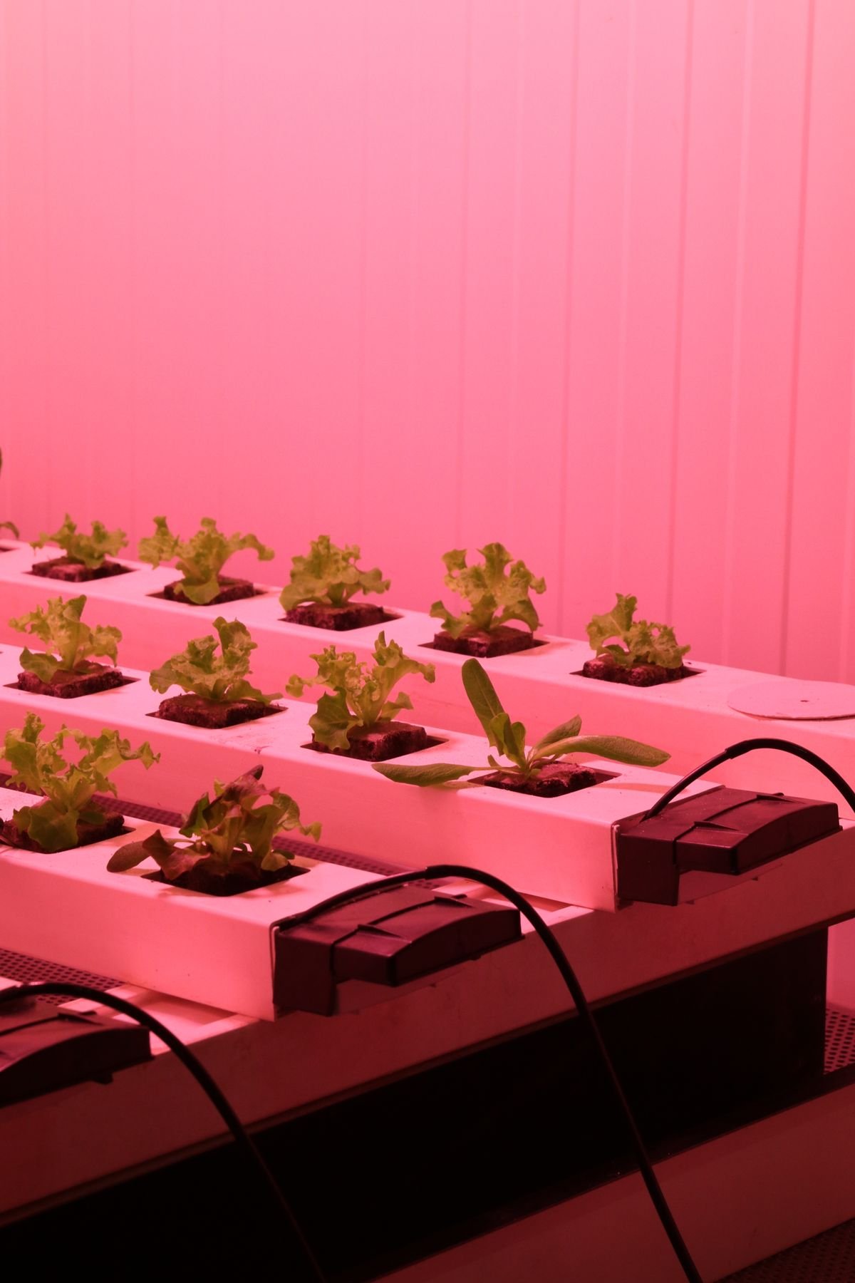 Best Hydroponic Systems Under $200: Top Picks for Home Growers