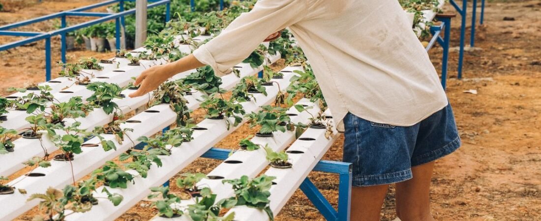 DWC vs Kratky vs NFT: Which Hydroponic Method is Best for Beginners?