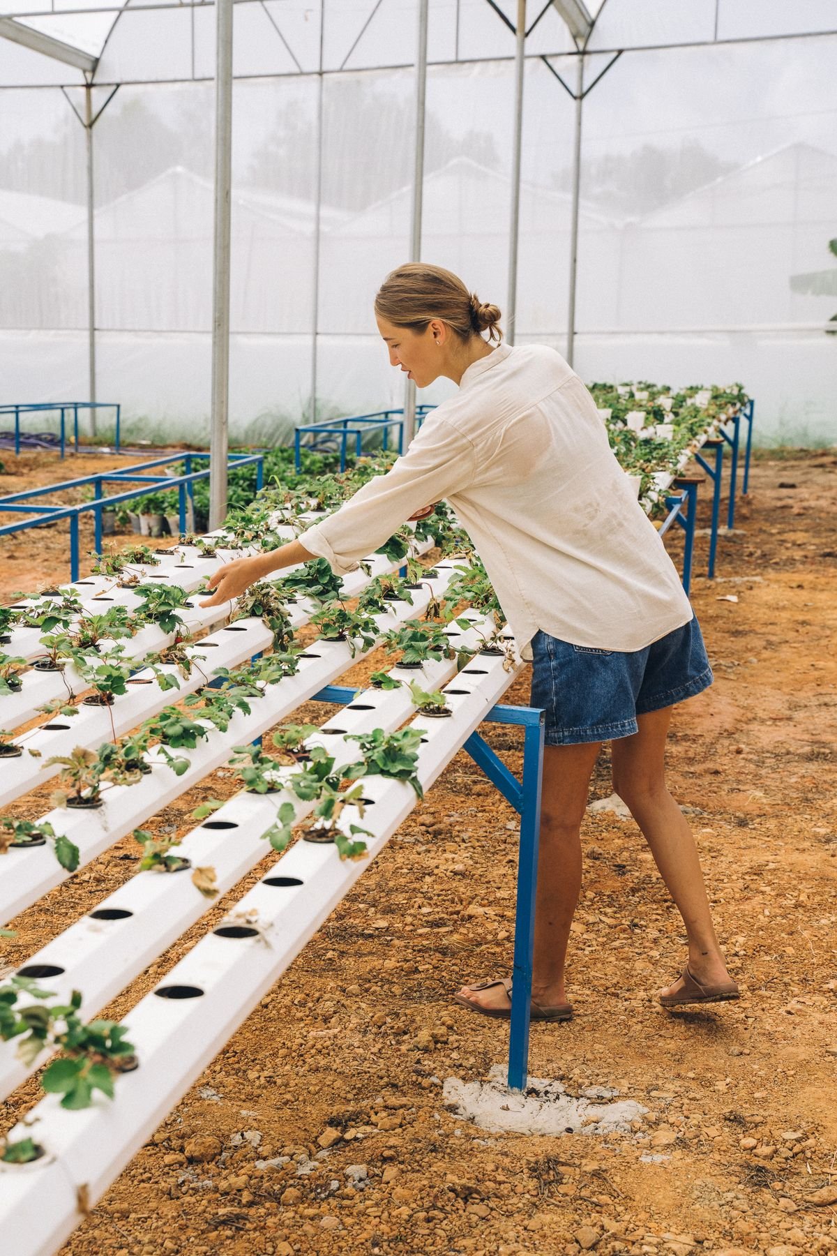 DWC vs Kratky vs NFT: Which Hydroponic Method is Best for Beginners?