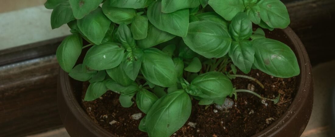 Growing Basil and Herbs Hydroponically: The Easy Indoor Garden