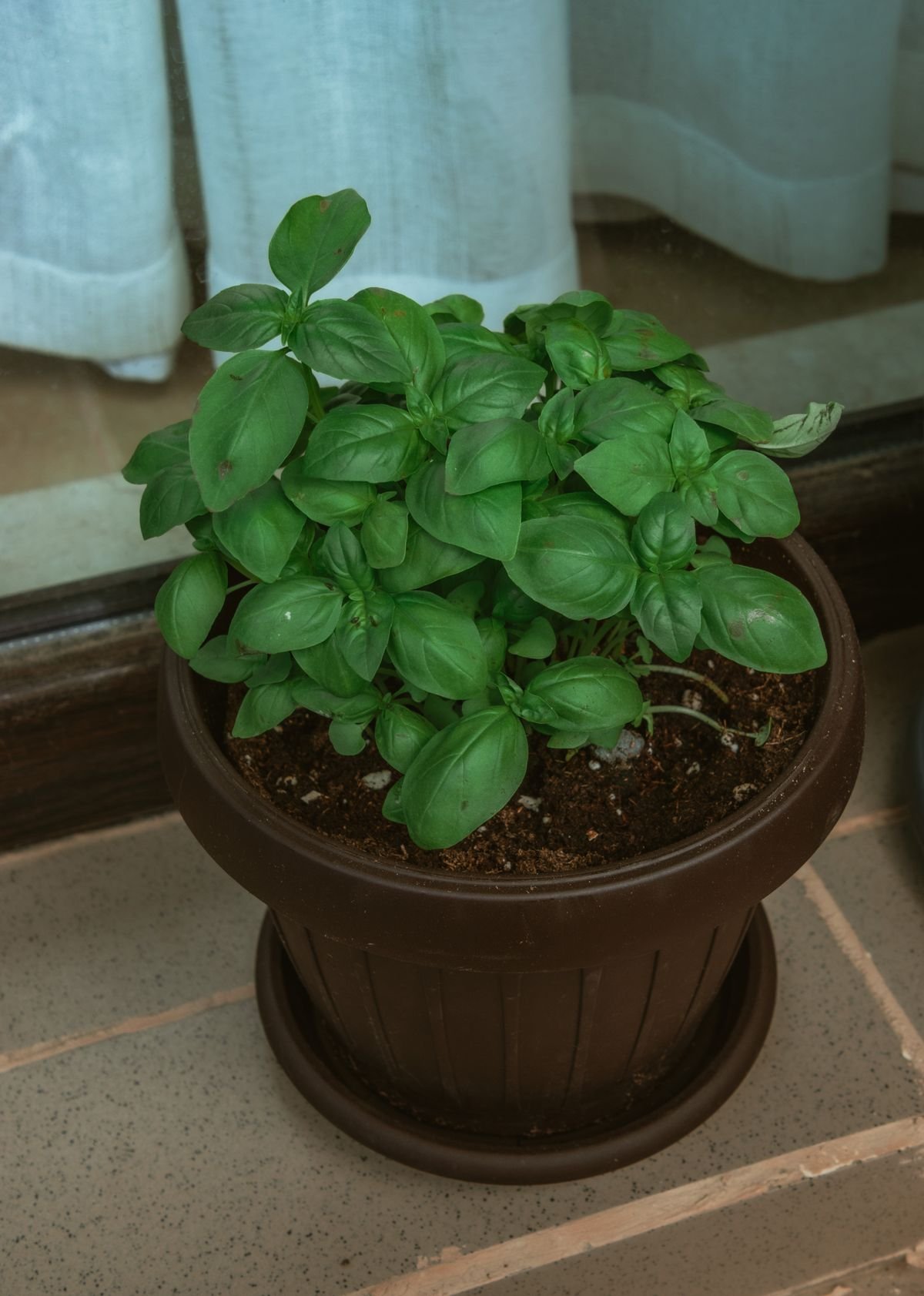 Growing Basil and Herbs Hydroponically: The Easy Indoor Garden