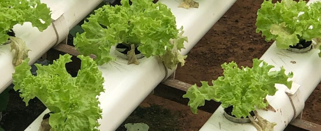 How to Grow Hydroponic Lettuce: A Step-by-Step Beginner’s Guide