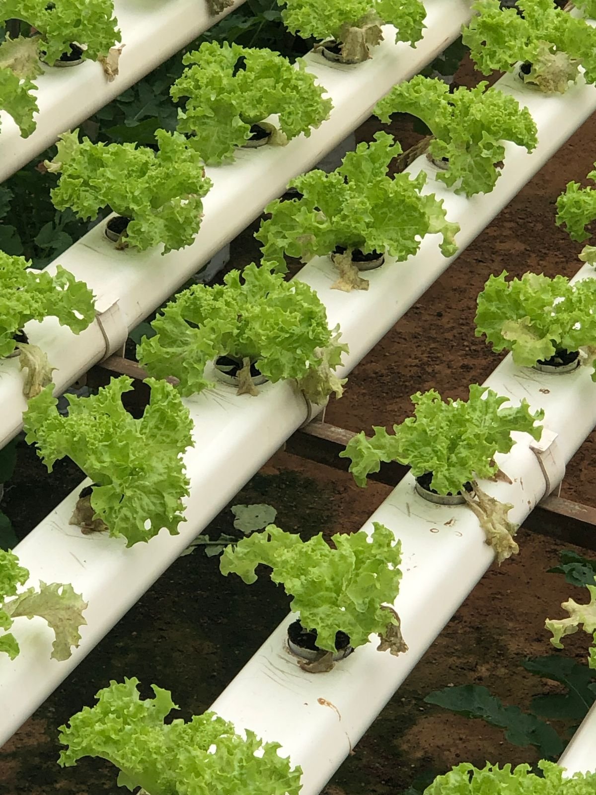 How to Grow Hydroponic Lettuce: A Step-by-Step Beginner’s Guide