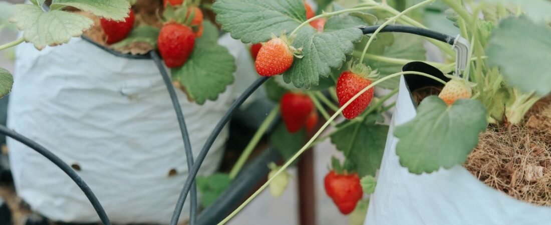 Growing Hydroponic Strawberries Indoors: A Complete Home Guide