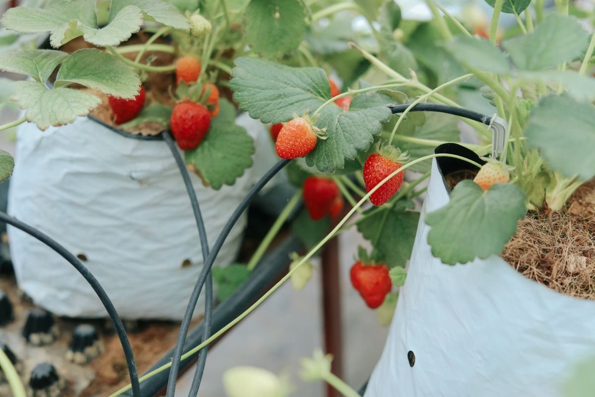 Growing Hydroponic Strawberries Indoors: A Complete Home Guide