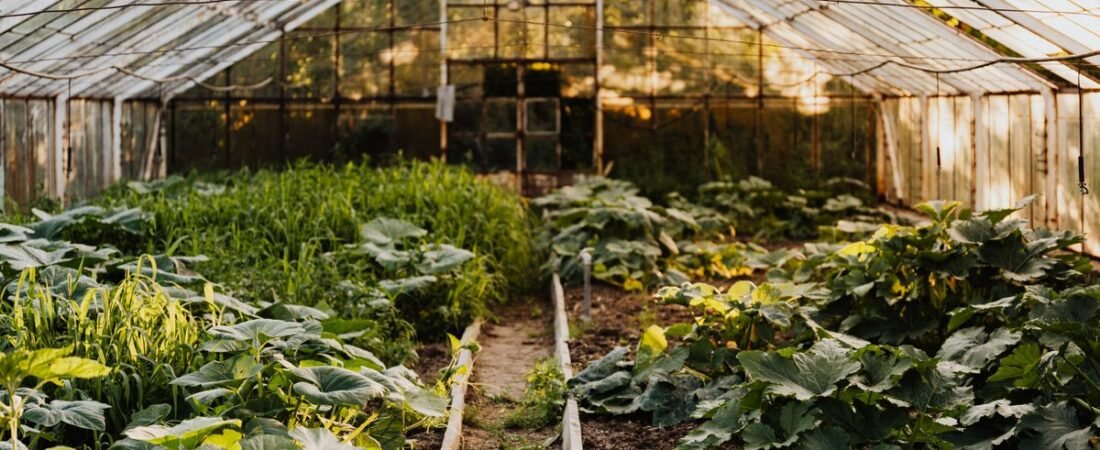 Hydroponics vs Soil: Which Grows Faster (and Better)?
