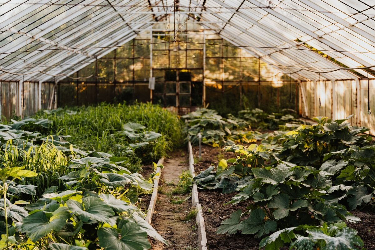 Hydroponics vs Soil: Which Grows Faster (and Better)?