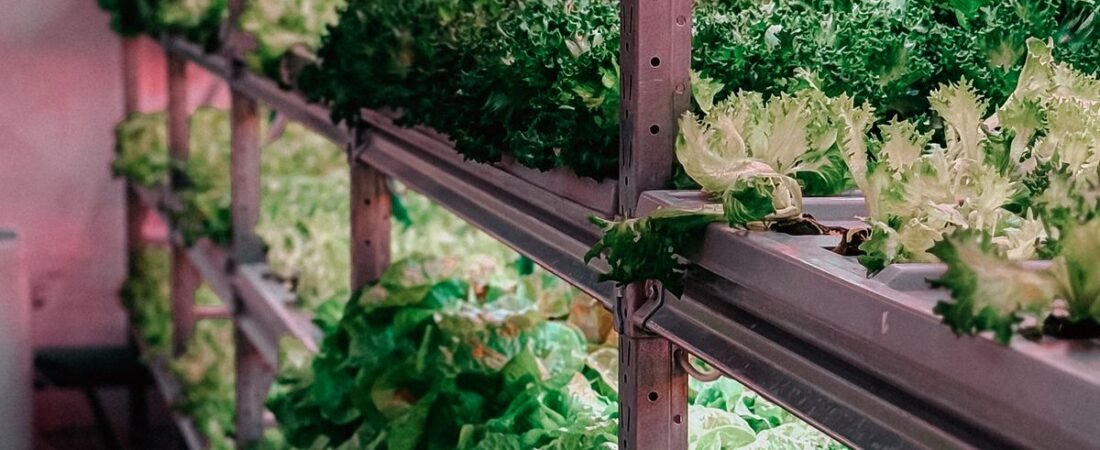 What is Hydroponics? A Complete Beginner’s Guide to Growing at Home