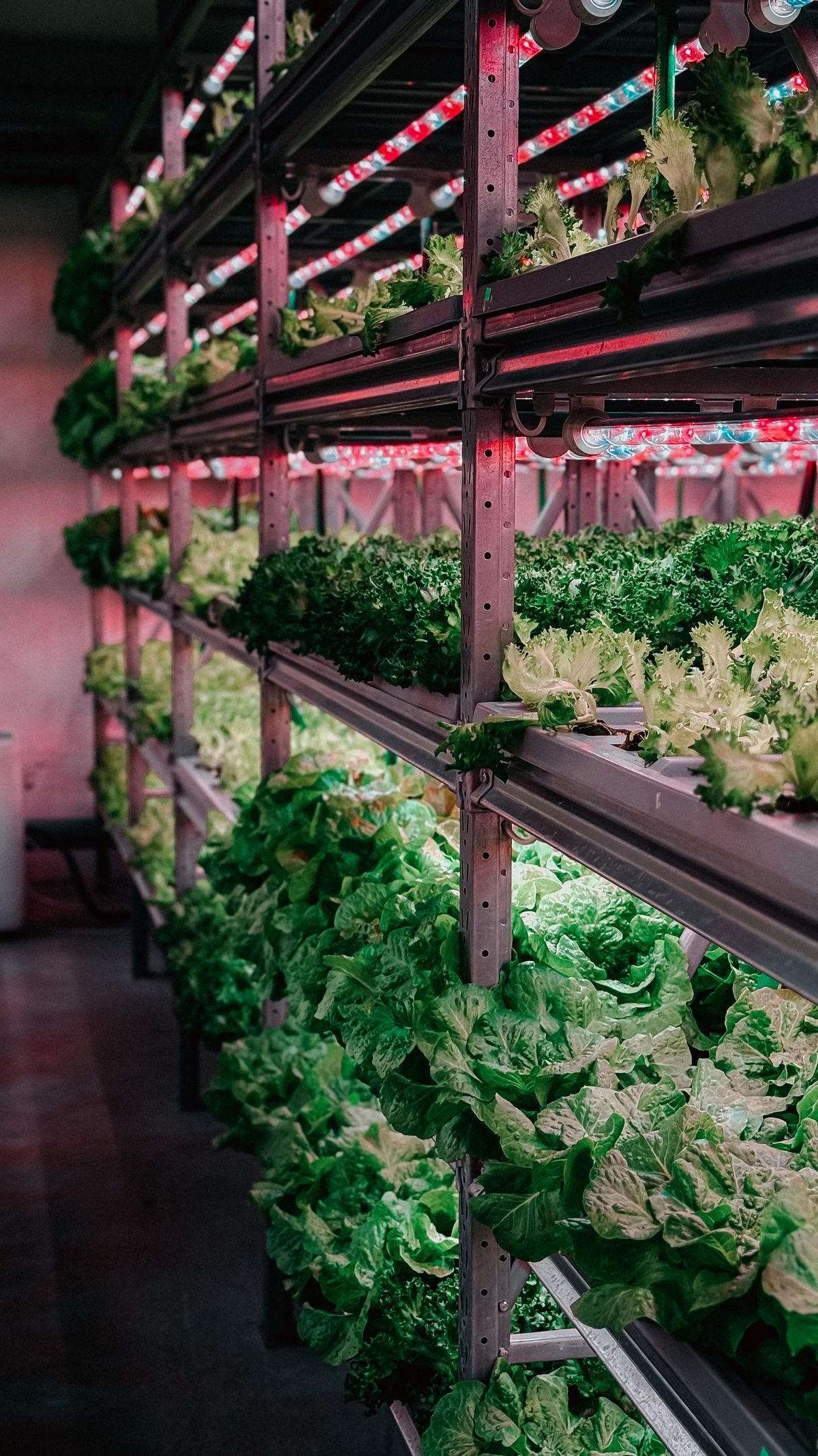 What is Hydroponics? A Complete Beginner’s Guide to Growing at Home
